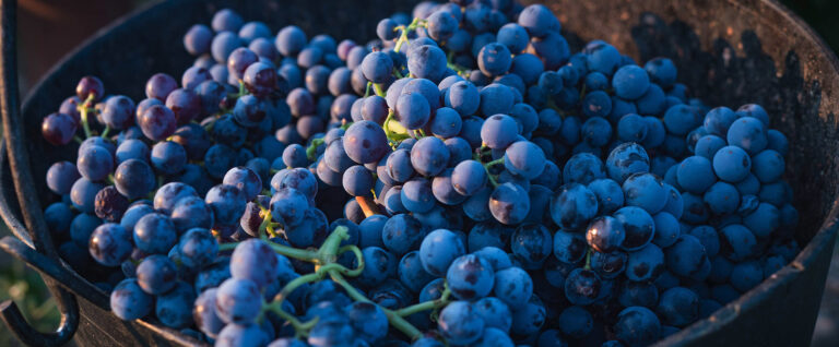 Racimo de uvas. Experiencias de enoturismo en MadRural