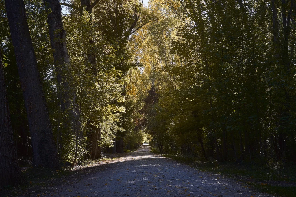 Bosque Carpetania en la Sierra Norte de Madrid