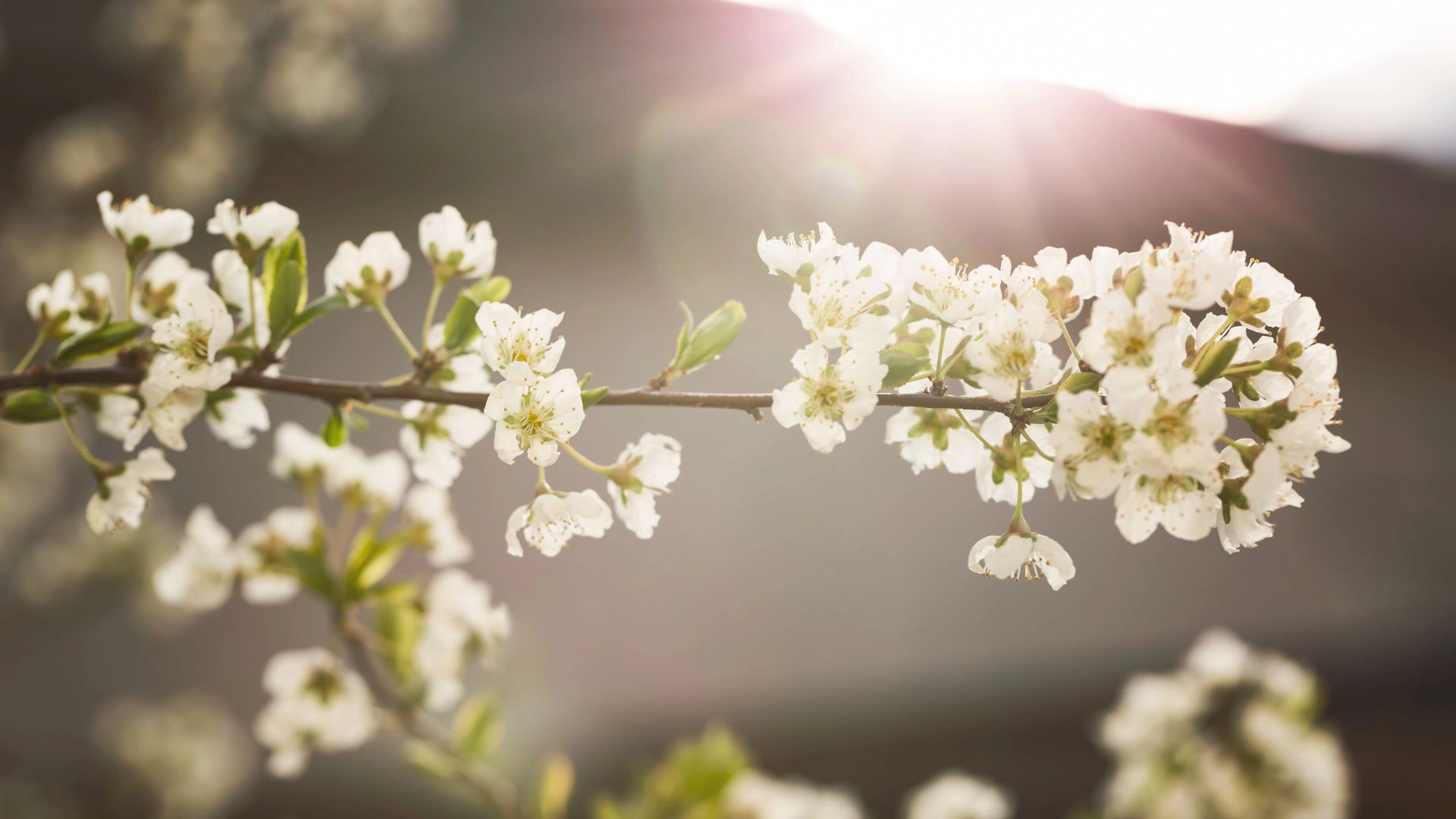 Flor en primavera