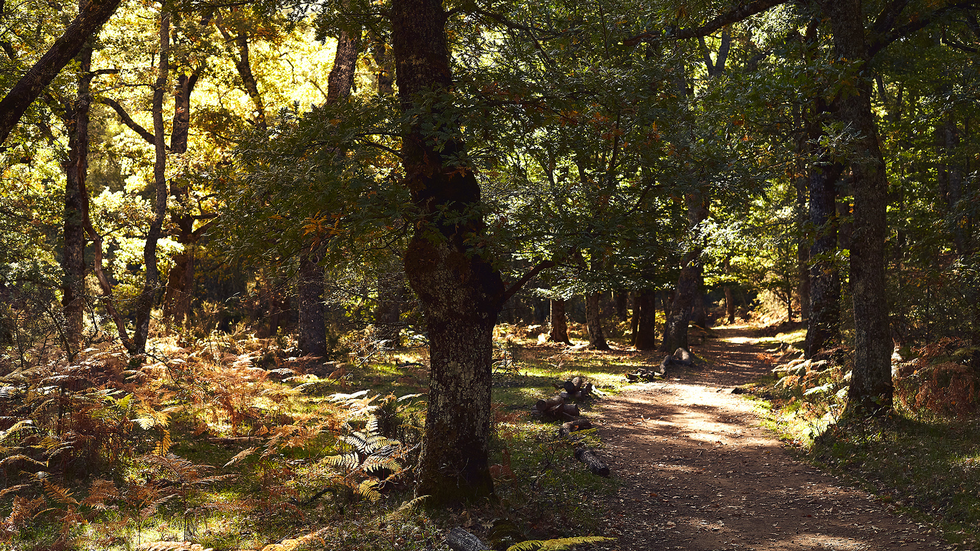 Hayedo de Montejo. Descubre la Sierra Norte de Madrid con MadRural